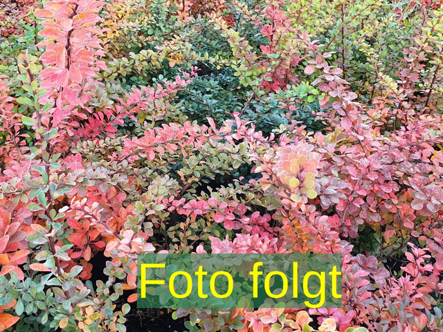 Je nach Variante (siehe Beschreibung) werden entsprechende Pflanzen geliefert, jahreszeitbedingt sehen Pflanzen unterschiedlich aus.