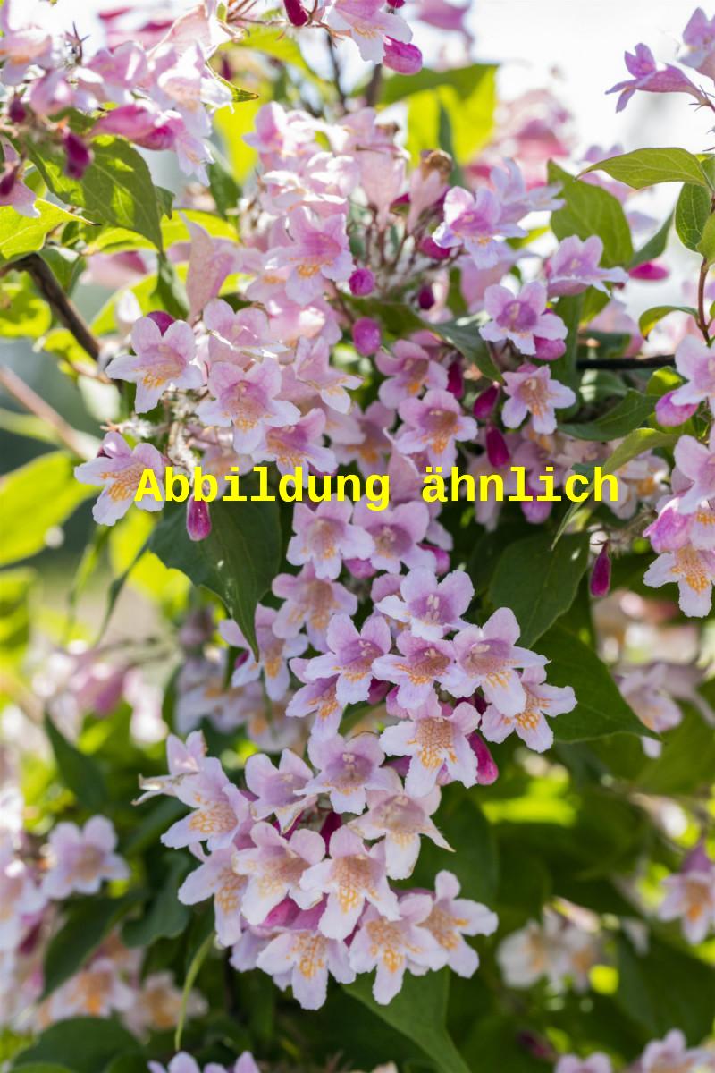 Genaues Foto für Kolkwitzia amabilis 'Rosea' folgt; dieses ähnliche Bild dient der Illustration von Perlmuttstrauch 'Rosea'