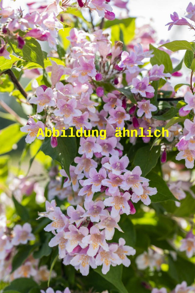 Genaues Foto für Kolkwitzia amabilis 'Rosea' folgt; dieses ähnliche Bild dient der Illustration von Perlmuttstrauch 'Rosea'