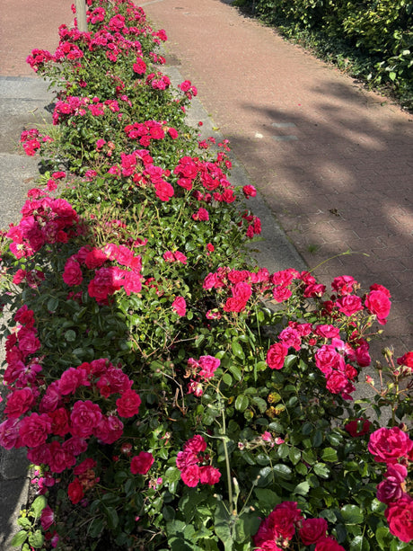 Bodend. Rose 'Heidefeuer'; als Pflanze im Beet; blühfreudig; Einsatzmöglichkeit z.B. : Einzelstellung;;hier kaufen