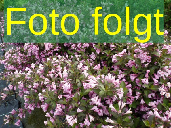 Syringa vulg. 'Mme Antoine Buchner' (Edelflieder 'Mme Antoine Buchner')