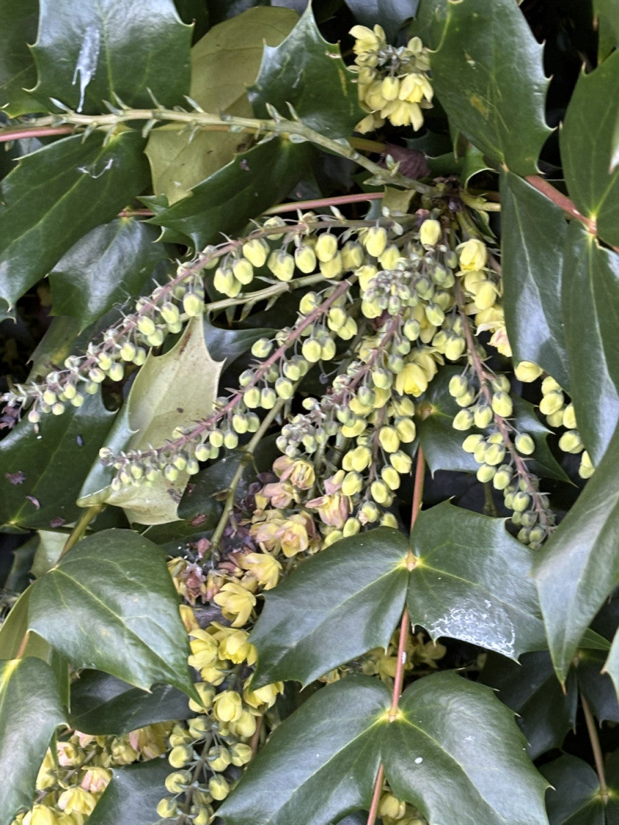 Mahonia bealei (Beales Mahonie)