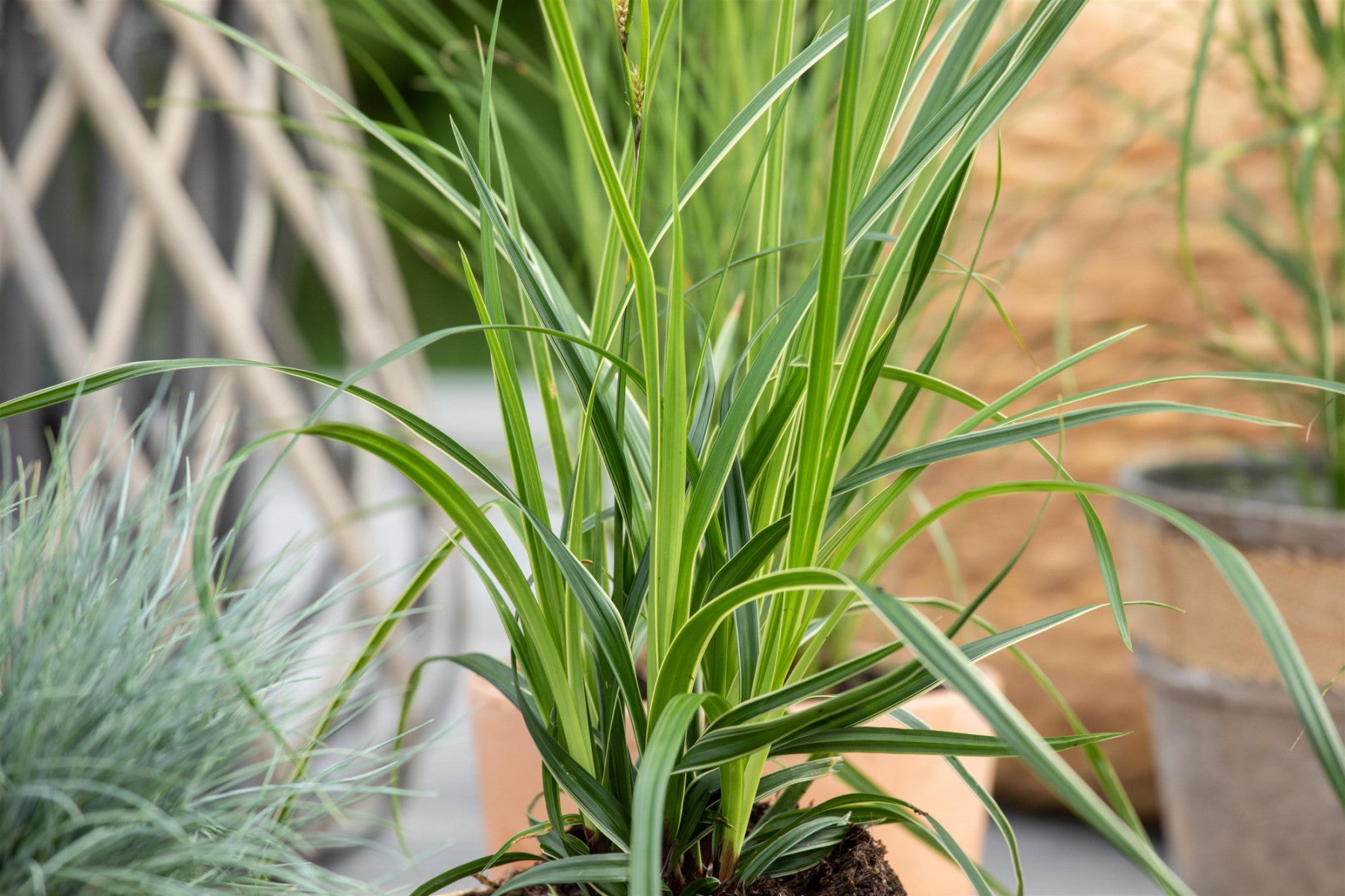 Carex morrowii 'Variegata' (Bunte Garten-Segge)