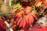 japanischer ahorn; hier mit Herbstlaub; winterhart; Einsatzmöglichkeit z.B. : kübelhaltung;;mit zeitnaher Lieferung