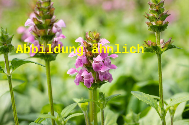 Genaues Foto für Prunella grandiflora 'Rubra' folgt; dieses ähnliche Bild dient der Illustration von Großblütige Garten-Braunelle