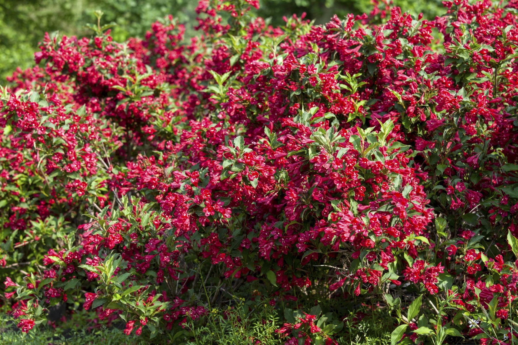 Weigela 'Red Prince' (Weigelie 'Red Prince')