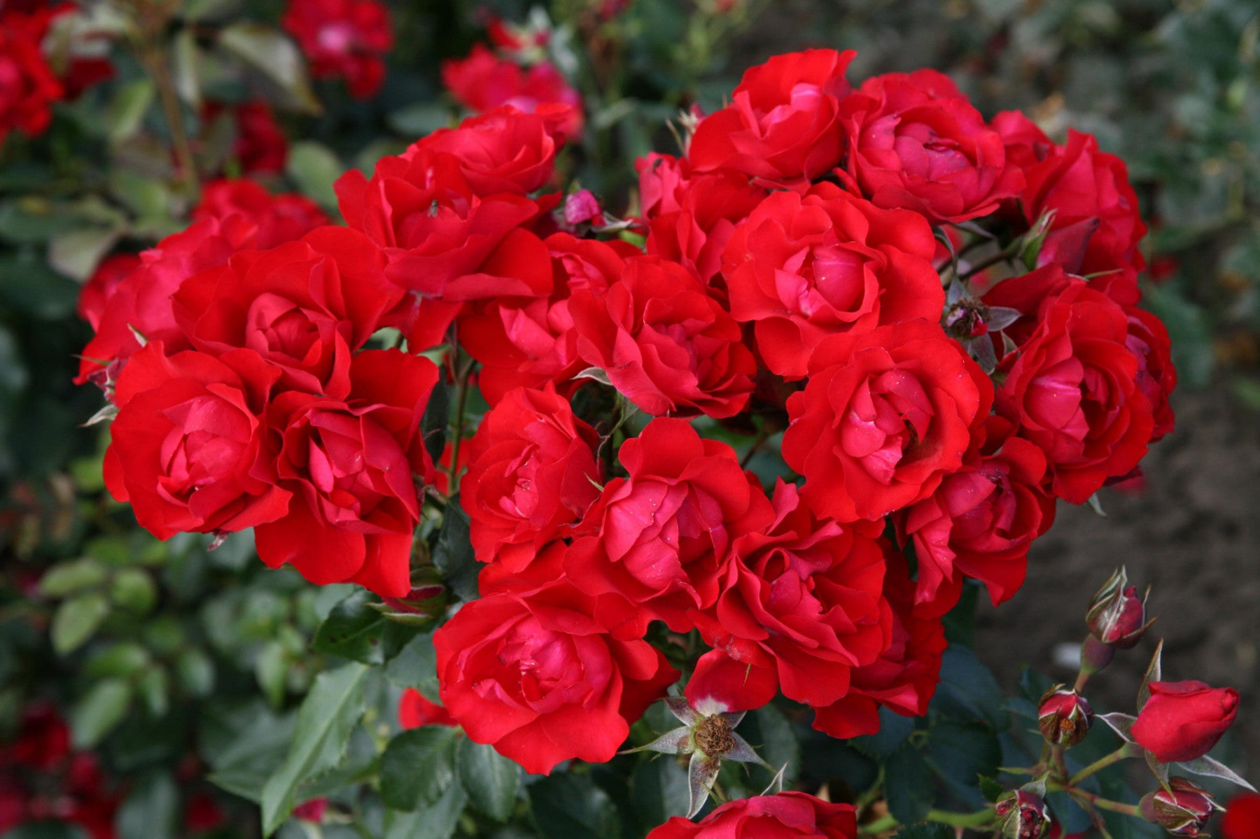 Rosa 'Black Forest Rose' BT (Beetrose 'Black Forest Rose' -R- ADR-Rose)