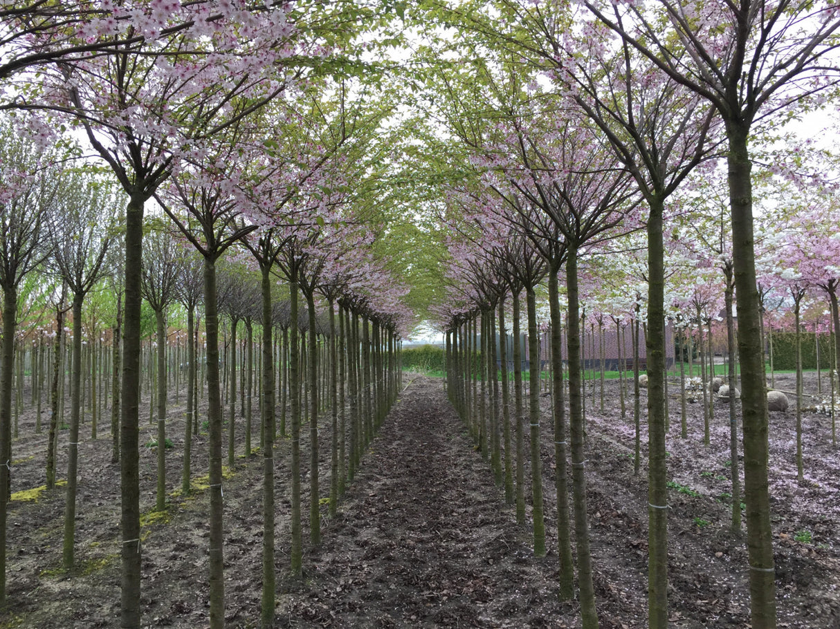 Rosa Winterkirsche 'Autumnalis Rosea'; als Pflanze im Beet; duftende Blüten; Einsatzmöglichkeit z.B. : Parks; erhältlich von 60-100 bis 450-650 cm;;hier kaufen