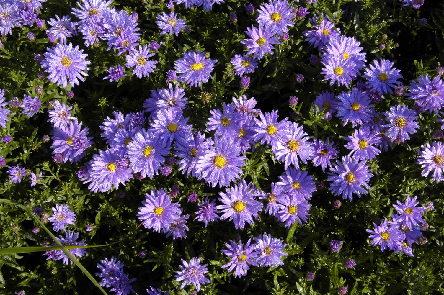 Aster dumosus 'Prof. Anton Kippenberg' (Garten-Kissen-Aster)