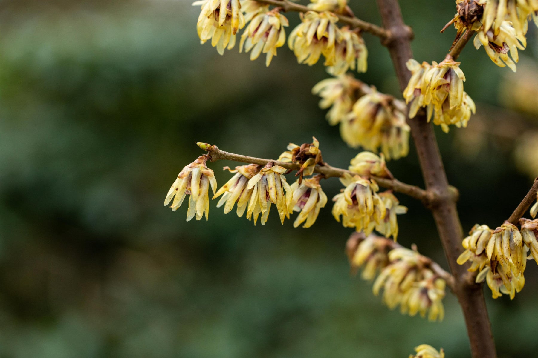 Chimonanthus praecox (Winterblüte)