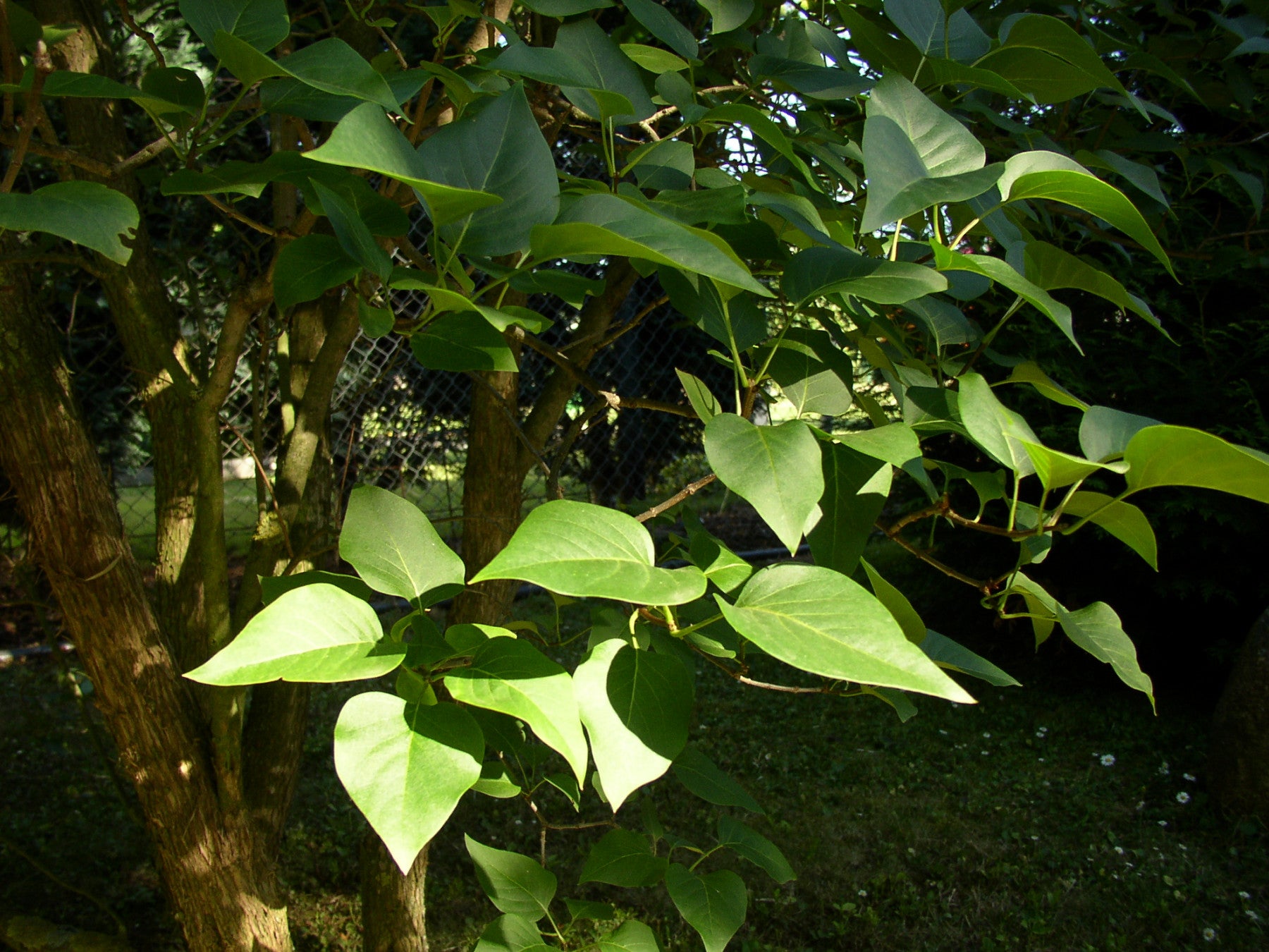 Syringa vulgaris (Wildflieder)