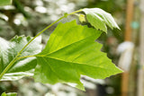 Platanus orientalis; hier mit Belaubung; stadtklimafest; Einsatzmöglichkeit z.B. : Park;;Pflanzen vom Profi