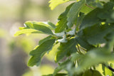 Acer griseum; hier mit Belaubung; dekorativ; Einsatzmöglichkeit z.B. : Hausgarten;;ab 84,50 Euro