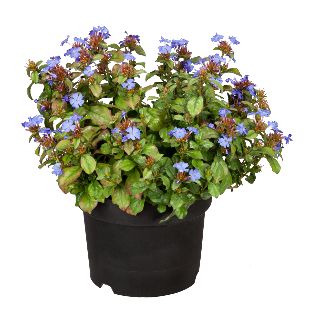 Herbstblüte; hier im Topf; blüht blau; Einsatzmöglichkeit z.B. : Bodendecker;;günstig mit Qualität