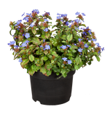 Herbstblüte; hier im Topf; blüht blau; Einsatzmöglichkeit z.B. : Bodendecker;;günstig mit Qualität