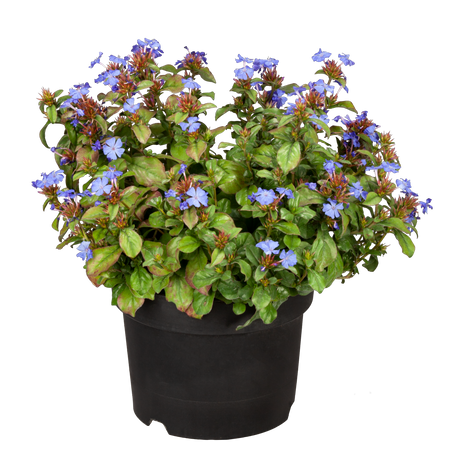 Herbstblüte; hier im Topf; blüht blau; Einsatzmöglichkeit z.B. : Bodendecker;;günstig mit Qualität