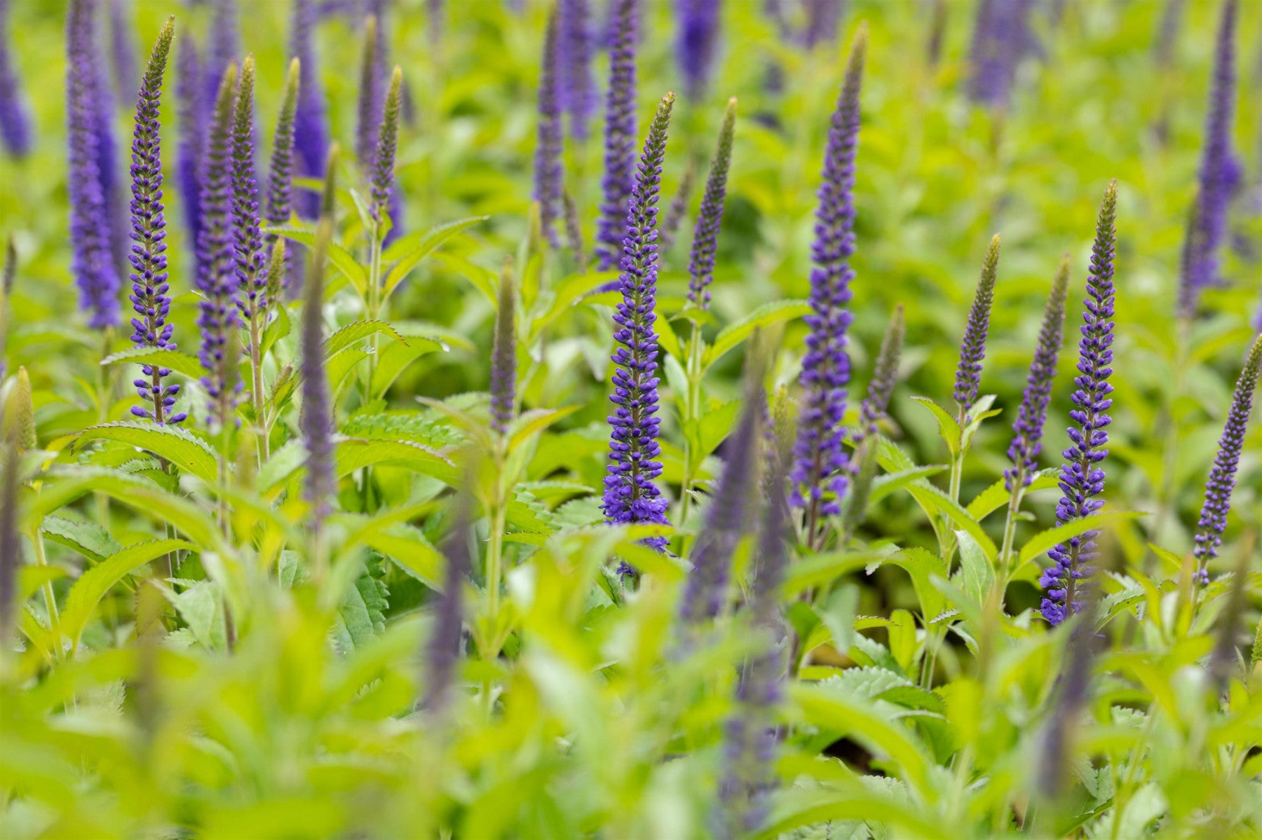 Veronica longifolia 'Blauriesin' (Langblättriger Garten-Ehrenpreis)