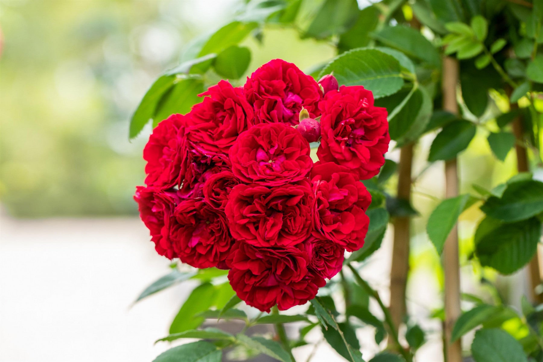 Rosa 'Chevy Chase' KL (Kletterrose 'Chevy Chase')