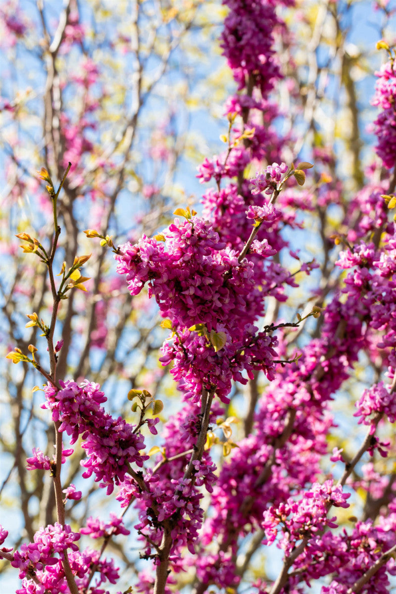 Cercis chinensis 'Avondale' (Judasbaum 'Avondale')