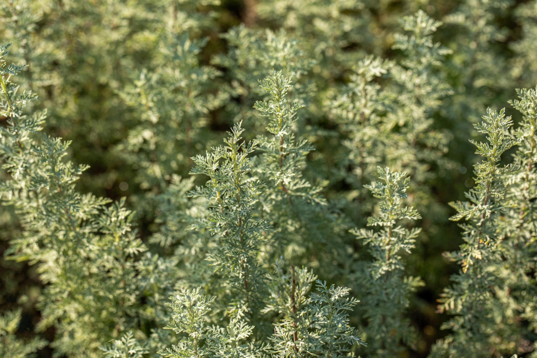 Artemisia absinthium (Echter Wermut)