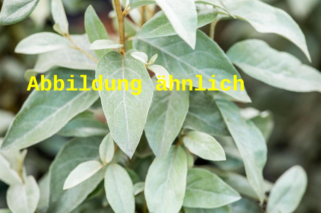 Genaues Foto für Elaeagnus commutata folgt; dieses ähnliche Bild dient der Illustration von Silberölweide