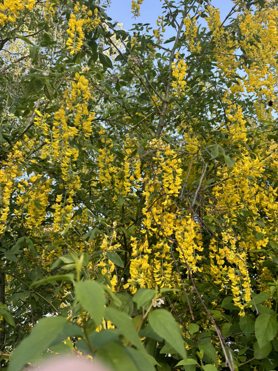 Edel-Goldregen; hier mit Blüte; blühfreudig; Einsatzmöglichkeit z.B. : Garten; erhältlich von 60-100 bis 450-650 cm;;hier kaufen