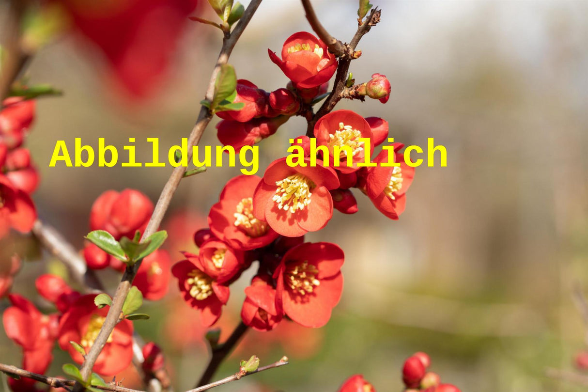 Genaues Foto für Chaenomeles 'Rubra' folgt; dieses ähnliche Bild dient der Illustration von Zierquitte 'Rubra'