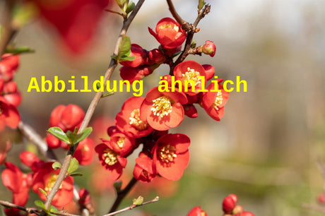 Genaues Foto für Chaenomeles 'Rubra' folgt; dieses ähnliche Bild dient der Illustration von Zierquitte 'Rubra'