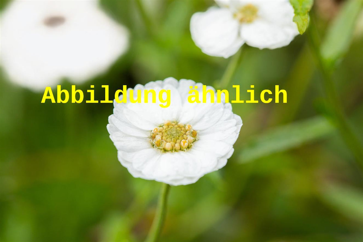 Genaues Foto für Achillea ageratifolia folgt; dieses ähnliche Bild dient der Illustration von Dalmatiner-Silber-Garbe