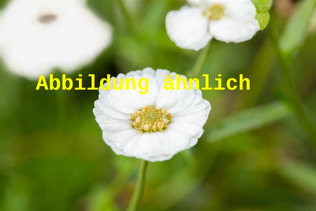 Genaues Foto für Achillea ageratifolia folgt; dieses ähnliche Bild dient der Illustration von Dalmatiner-Silber-Garbe