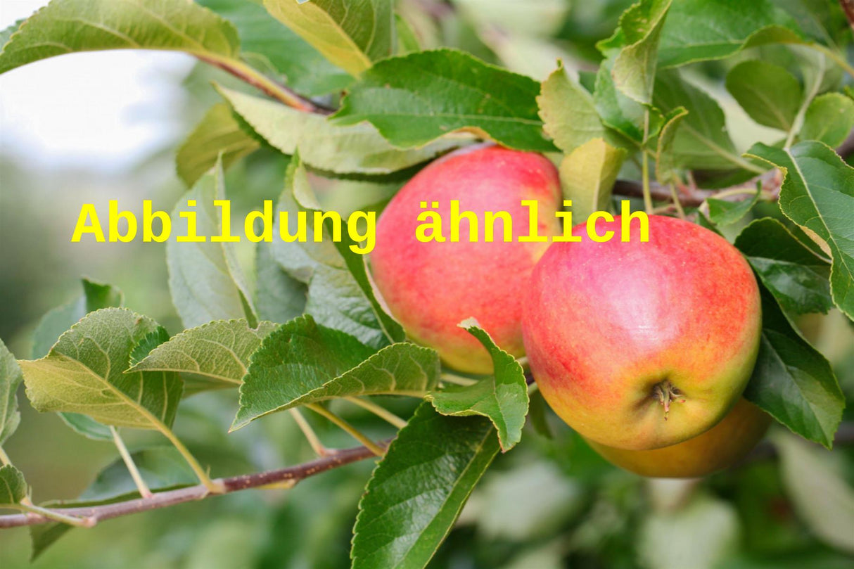 Genaues Foto für Malus 'Fantasia' folgt; dieses ähnliche Bild dient der Illustration von Apfel 'Fantasia'
