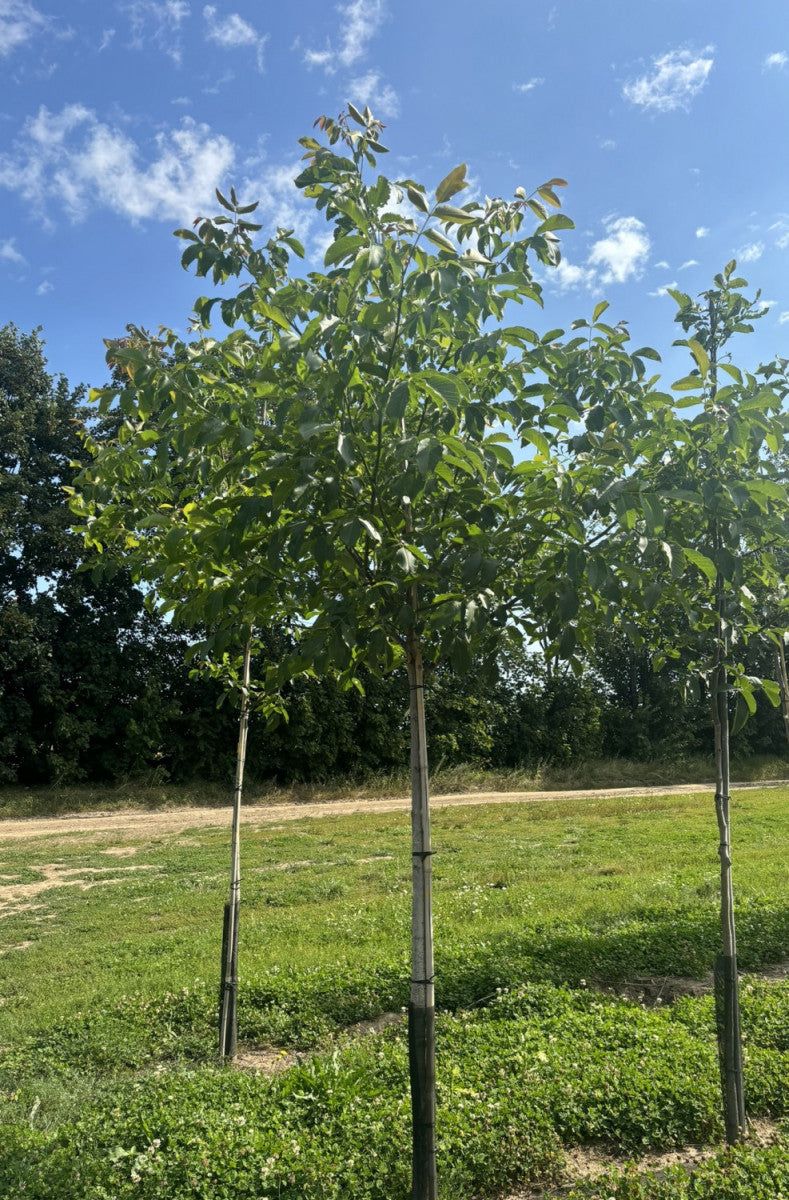 Edelwalnuss; winterhart;;mit zeitnaher Lieferung