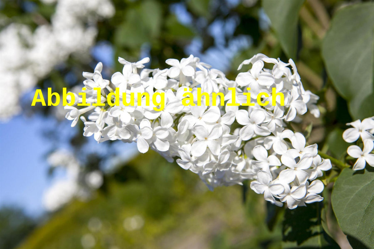 Genaues Foto für Syringa vulg. 'Monique Lemoine' folgt; dieses ähnliche Bild dient der Illustration von Edelflieder 'Monique Lemoine'