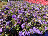 Rhododendron impeditum 'Azurika'; als Pflanze im Beet; immergrün; Einsatzmöglichkeit z.B. : Rhododendronbeet;;mit zeitnaher Lieferung