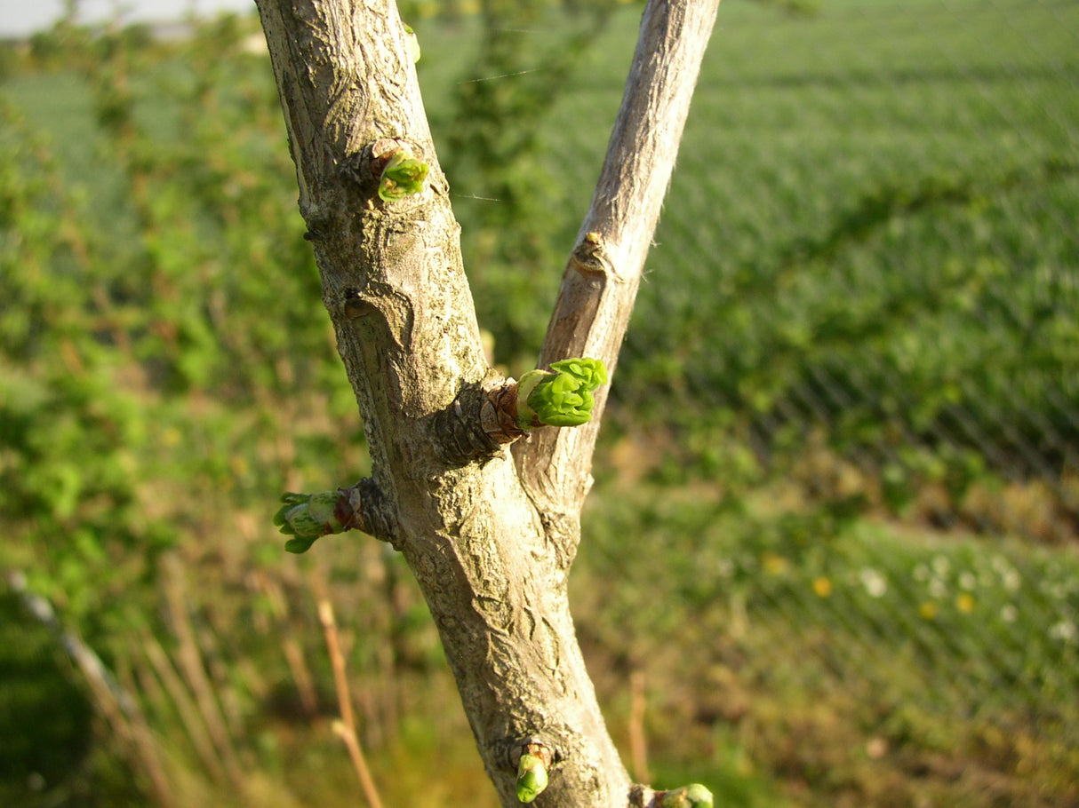 Fächerblattbaum; Rinde; gute Winterhärte; Einsatzmöglichkeit z.B. : Zierbaum; erhältlich von 40-60 bis 450-650 cm;;hier kaufen