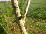 Fächerblattbaum; Rinde; gute Winterhärte; Einsatzmöglichkeit z.B. : Zierbaum; erhältlich von 40-60 bis 450-650 cm;;hier kaufen
