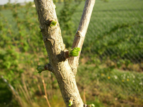 Fächerblattbaum; Rinde; gute Winterhärte; Einsatzmöglichkeit z.B. : Zierbaum; erhältlich von 40-60 bis 450-650 cm;;hier kaufen