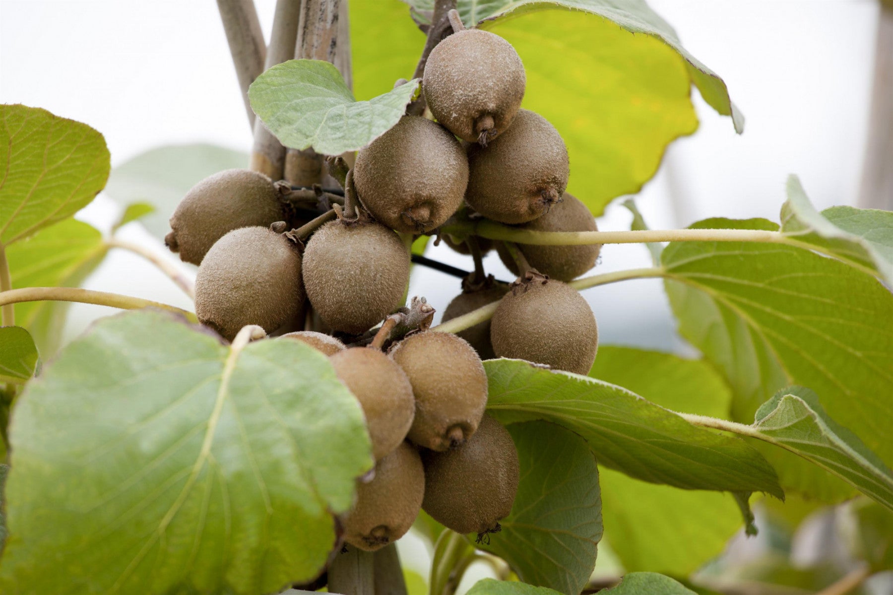Actinidia chinensis (Kiwi, Chin. Strahlengriffel)