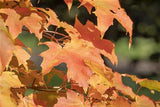 Zucker-Ahorn; hier mit Herbstlaub; anspruchslos; Einsatzmöglichkeit z.B. : Zierbaum;;mit zeitnaher Lieferung