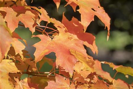 Zucker-Ahorn; hier mit Herbstlaub; anspruchslos; Einsatzmöglichkeit z.B. : Zierbaum;;mit zeitnaher Lieferung
