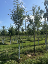 Sorbus aucuparia VkG 5; essbare Früchte;;ab 3,55 Euro