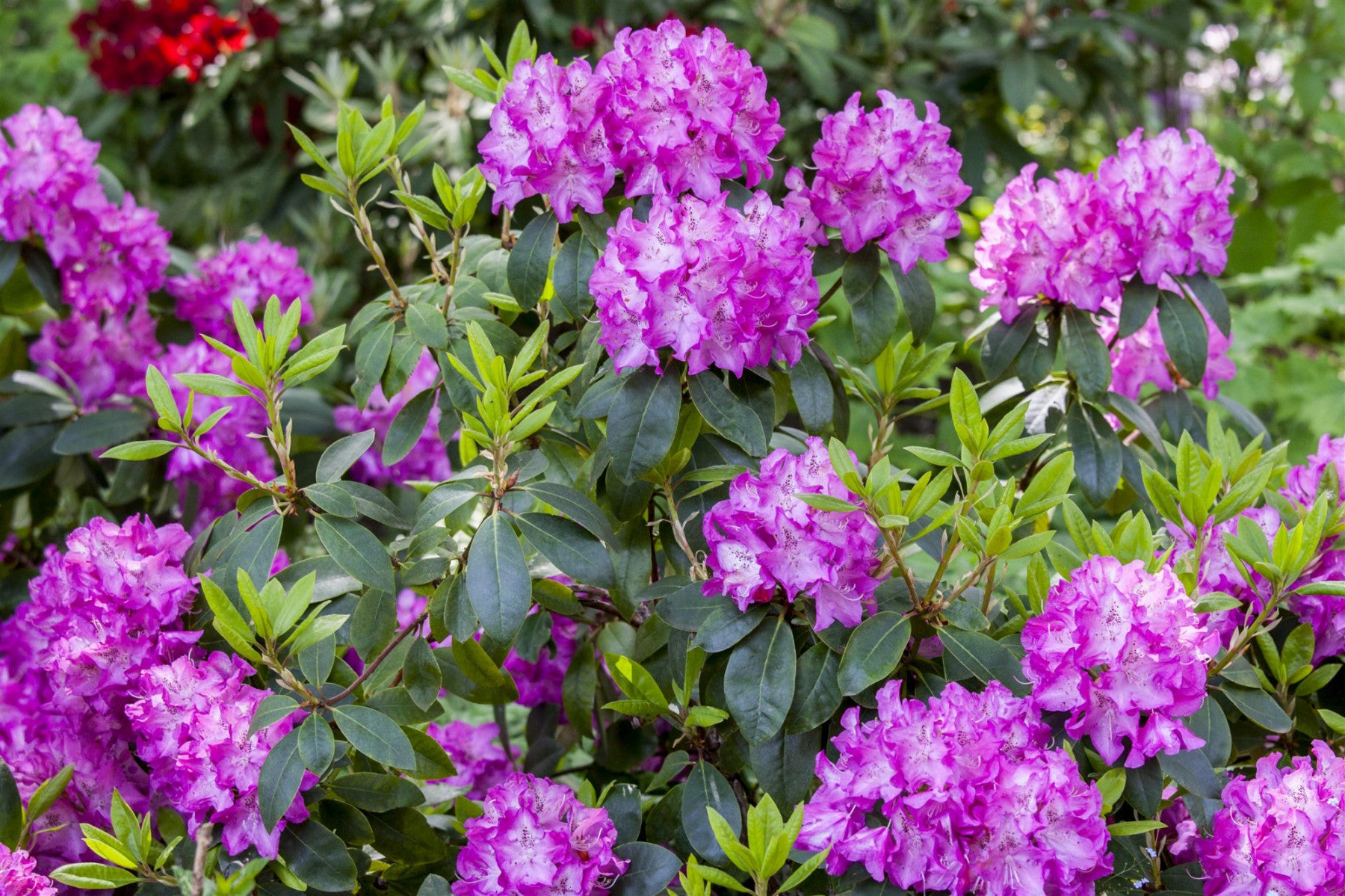 Rhododendron williams. 'Andrea' (Williams. Rhododendron 'Andrea')
