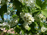 Traubenkirsche; hier mit Blüte; robust; Einsatzmöglichkeit z.B. : Bienenweide; erhältlich von 40-70 bis 450-650 cm;;hier kaufen