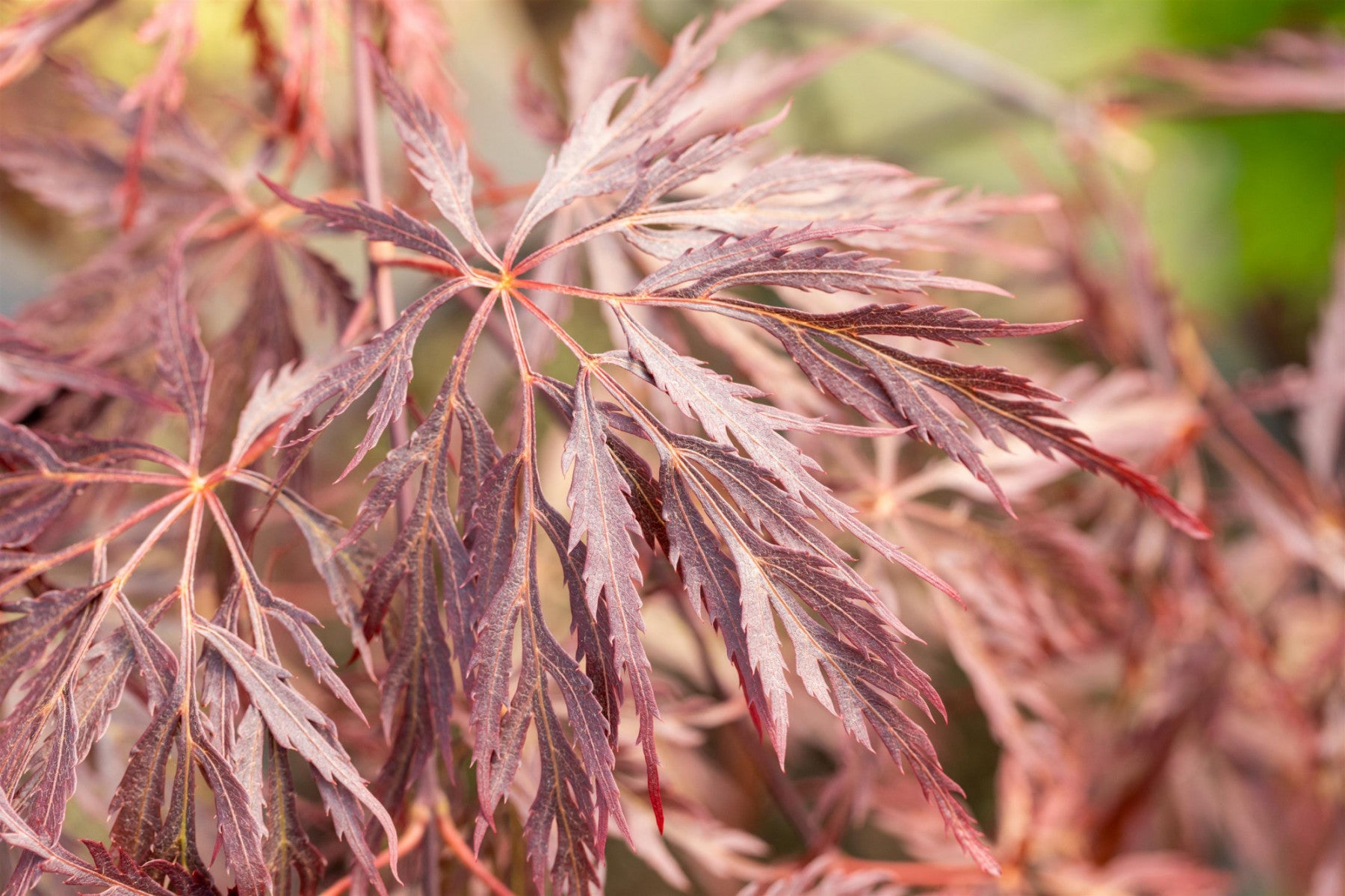 Acer palmatum 'Inaba-shidare' (Fächerahorn 'Inaba-shidare')
