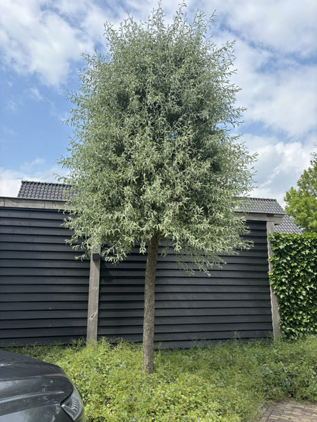 Pyrus Salicifolia 'Pendula'; pflegeleicht;;günstig mit Qualität