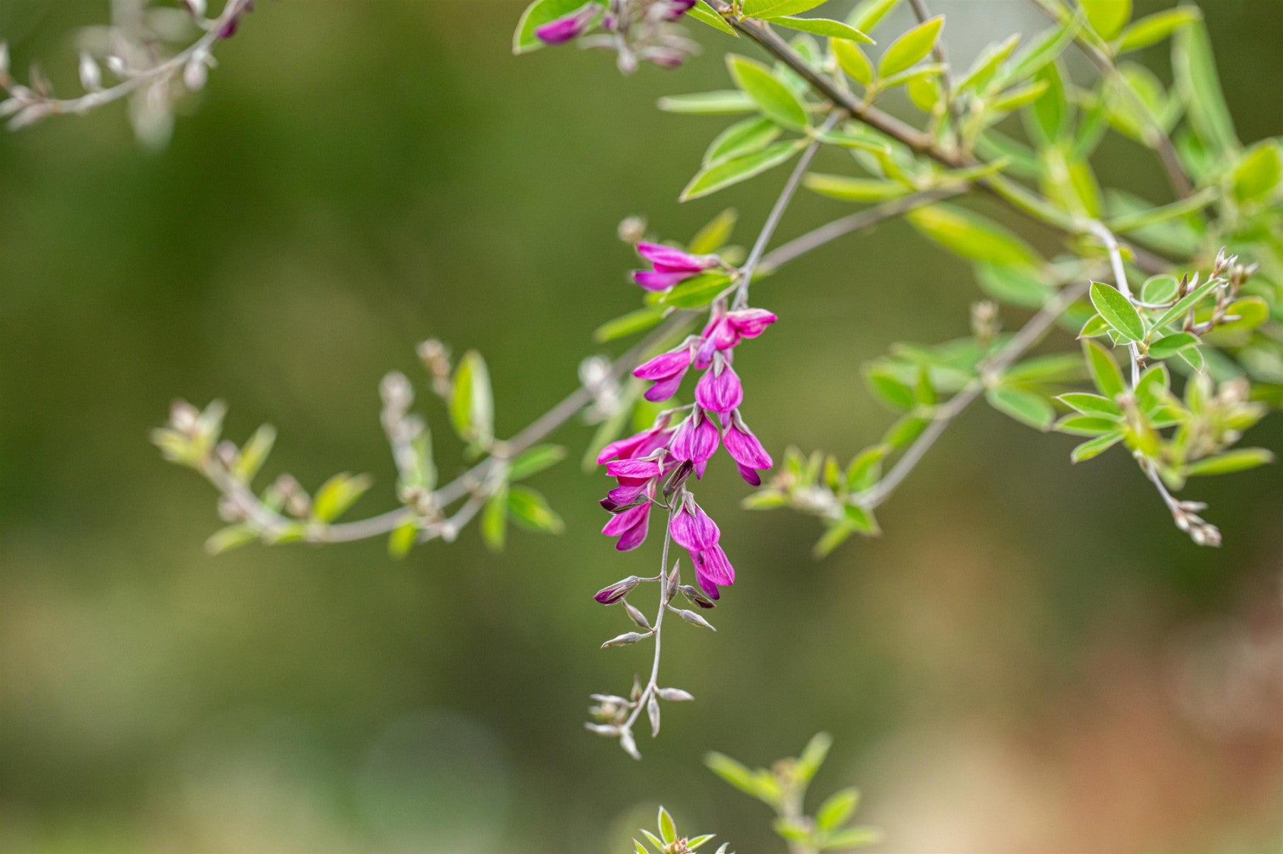 Lespedeza thunbergii (Thunbergs Buschklee)