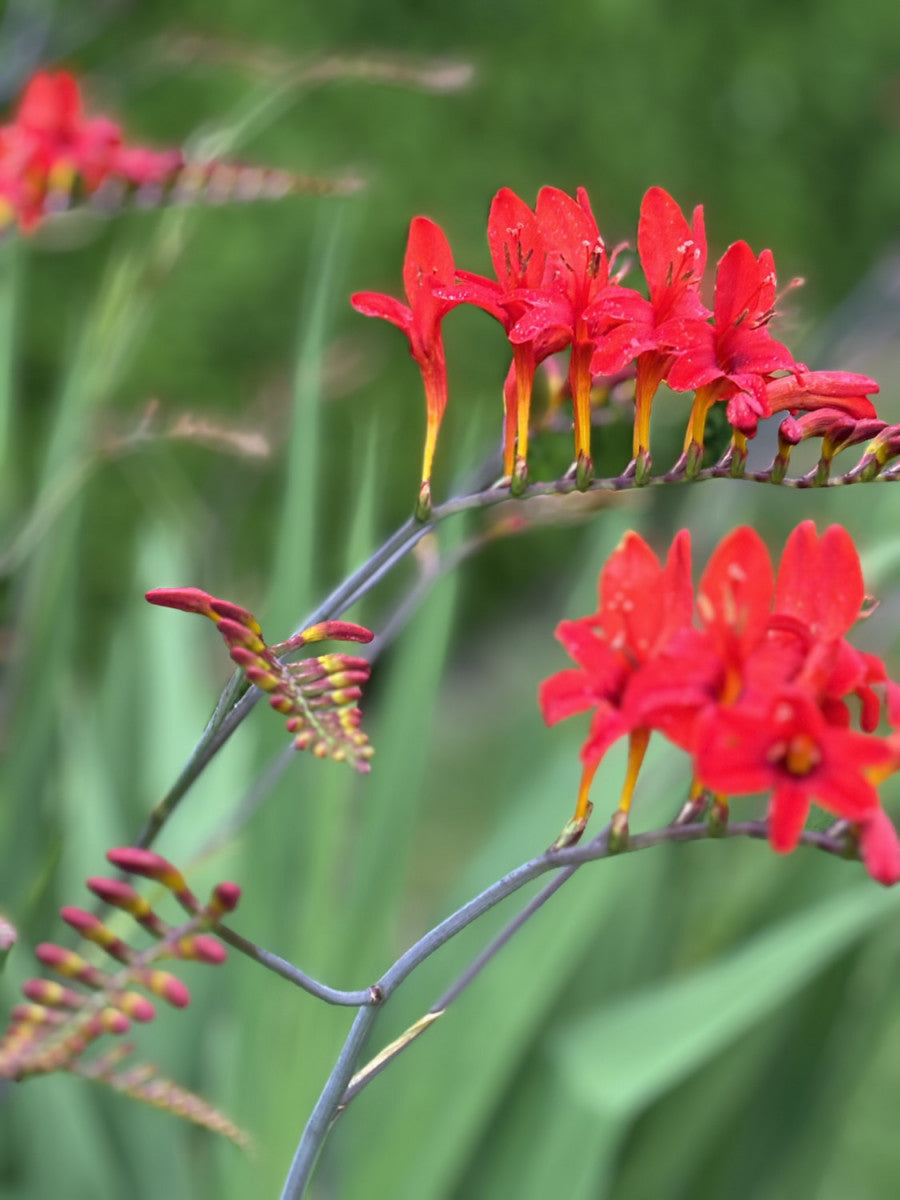 Crocosmia x crocosmiiflora 'Lucifer' (Garten-Montbretie)