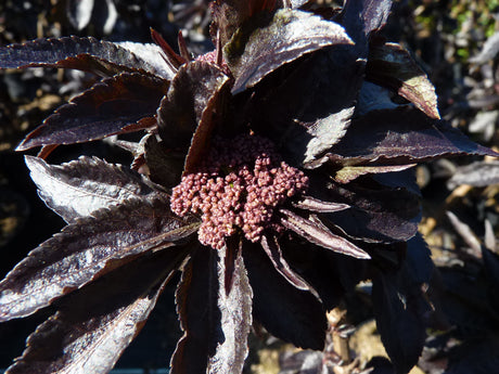 Schwarzer Holunder 'Black Tower'; attraktive Früchte; erhältlich von 40-60 bis 125-150 cm;;hier kaufen