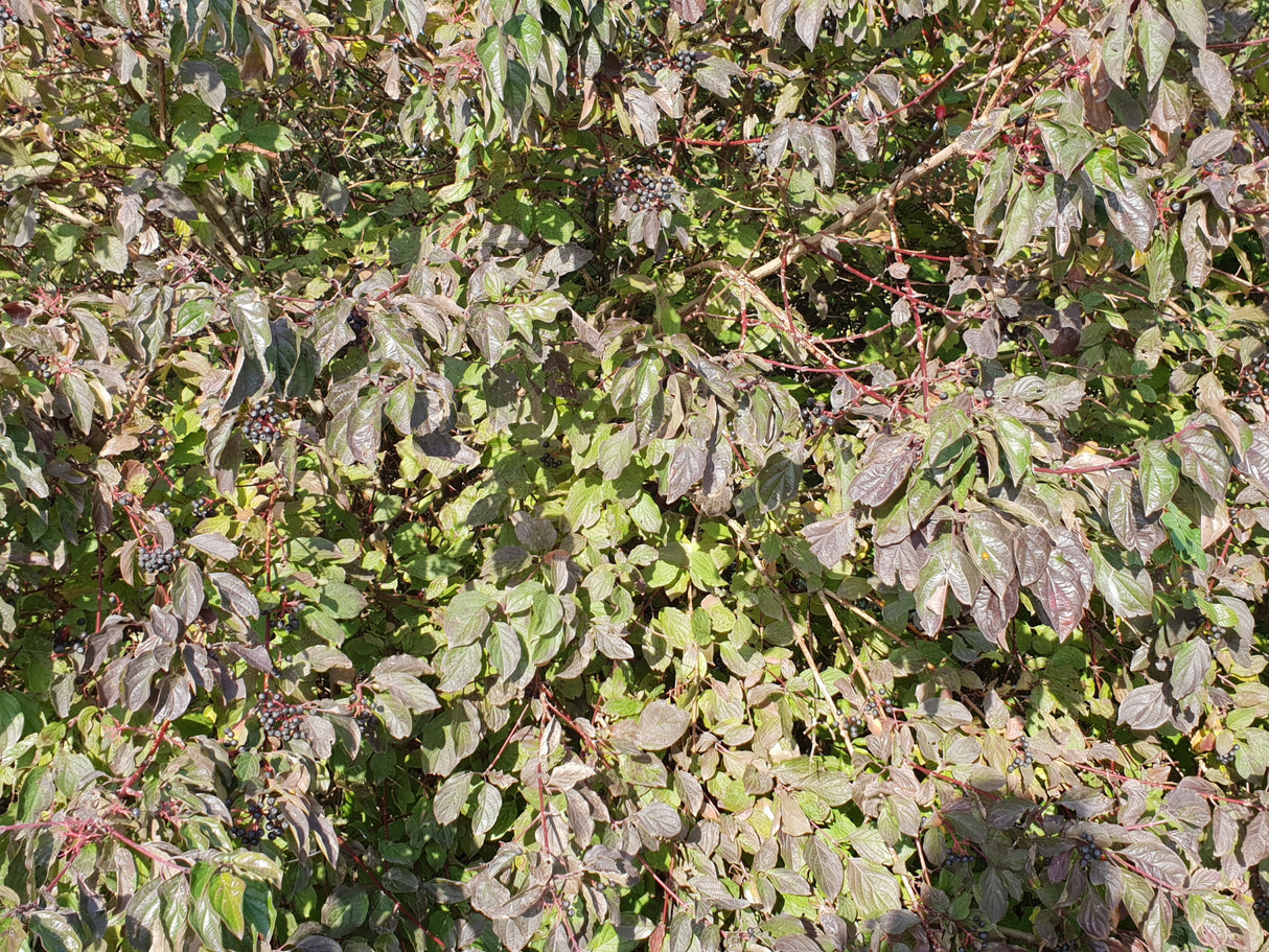 Cornus sanguinea VkG 3; hier mit Herbstlaub; sehr anpassungsfähig; Einsatzmöglichkeit z.B. : anspruchslose Pflanze;;ab 3,55 Euro