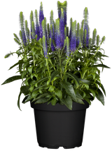jahreszeitbedingt sehen Pflanzen unterschiedlich aus.